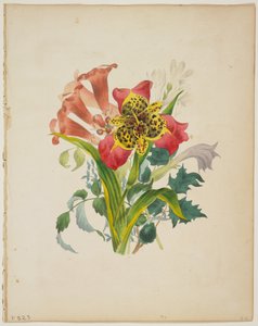 Bukett av Trumpet Vine, fra Floras ordbok, 1838